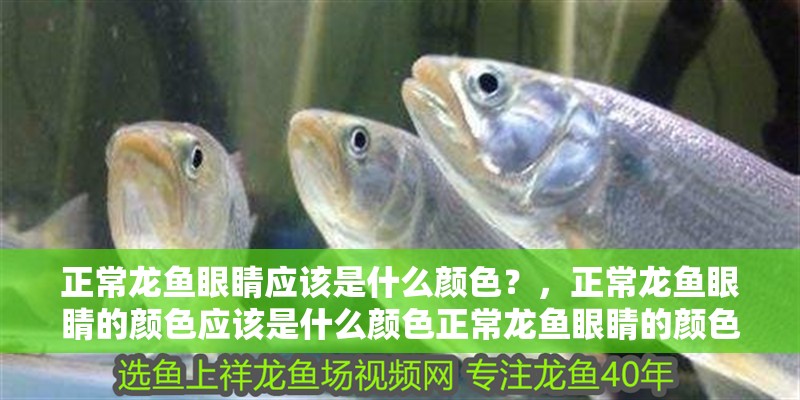 正常龍魚眼睛應該是什么顏色？，正常龍魚眼睛的顏色應該是什么顏色正常龍魚眼睛的顏色