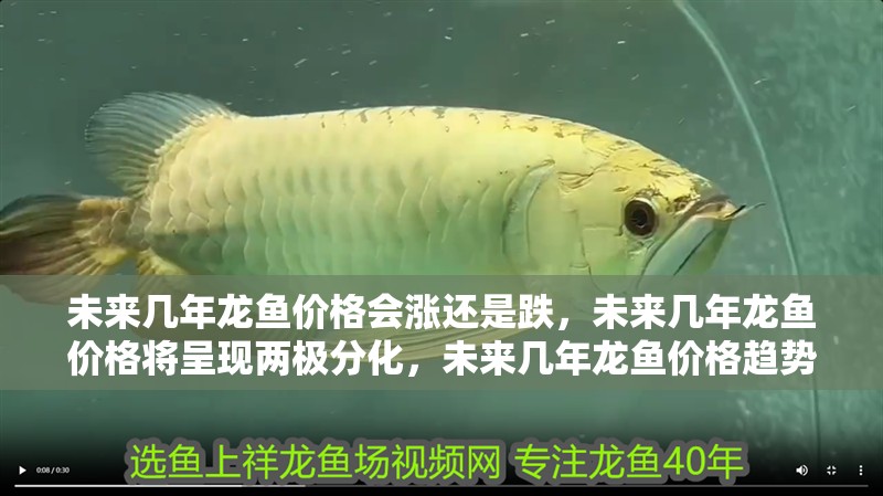未來幾年龍魚價格會漲還是跌，未來幾年龍魚價格將呈現兩極分化，未來幾年龍魚價格趨勢