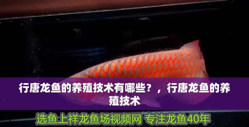 行唐龍魚的養(yǎng)殖技術(shù)有哪些？，行唐龍魚的養(yǎng)殖技術(shù)