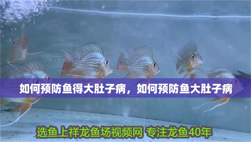 如何預防魚得大肚子病，如何預防魚大肚子病