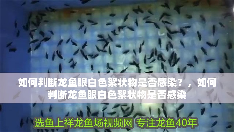 如何判斷龍魚眼白色絮狀物是否感染？，如何判斷龍魚眼白色絮狀物是否感染