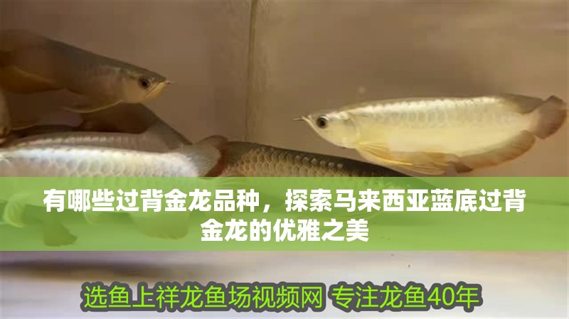 有哪些過背金龍品種，探索馬來西亞藍底過背金龍的優(yōu)雅之美