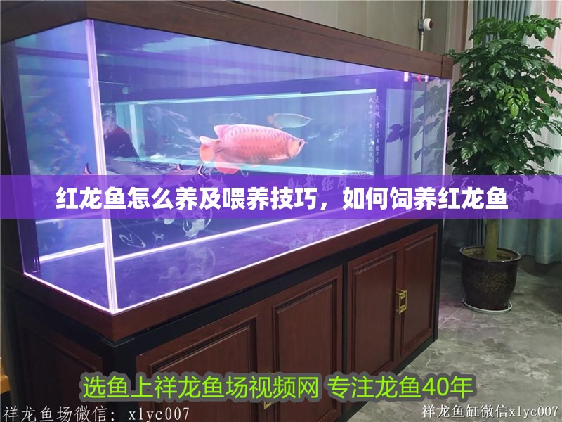 紅龍魚怎么養及喂養技巧，如何飼養紅龍魚