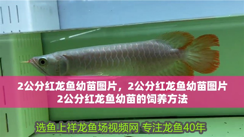 2公分紅龍魚幼苗圖片，2公分紅龍魚幼苗圖片2公分紅龍魚幼苗的飼養方法