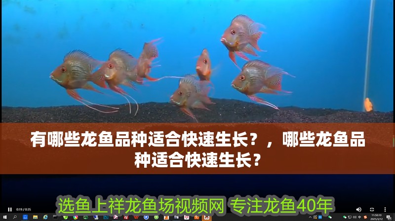 有哪些龍魚品種適合快速生長？，哪些龍魚品種適合快速生長？