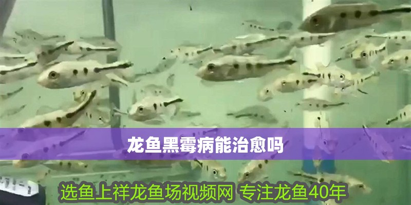 龍魚黑霉病能治愈嗎