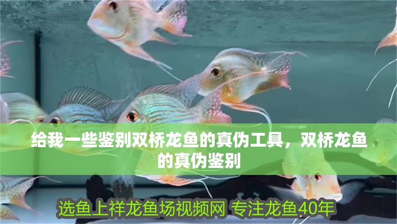 給我一些鑒別雙橋龍魚的真偽工具，雙橋龍魚的真偽鑒別