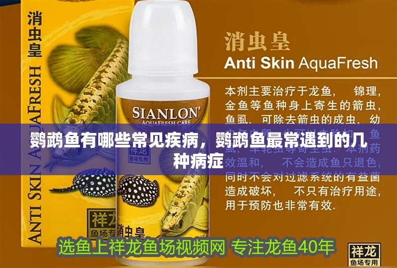 鸚鵡魚有哪些常見疾病，鸚鵡魚最常遇到的幾種病癥