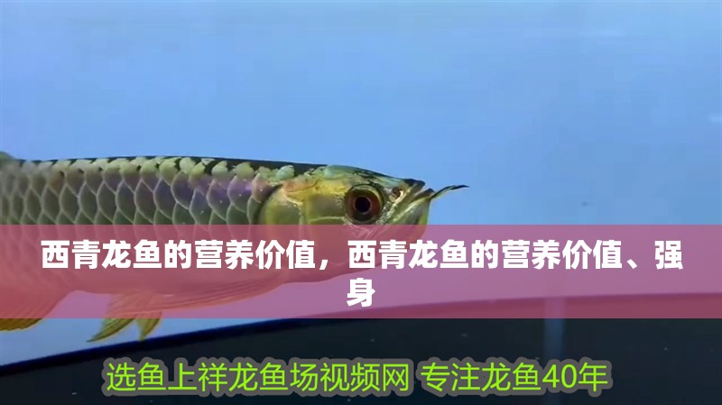 西青龍魚的營(yíng)養(yǎng)價(jià)值，西青龍魚的營(yíng)養(yǎng)價(jià)值、強(qiáng)身