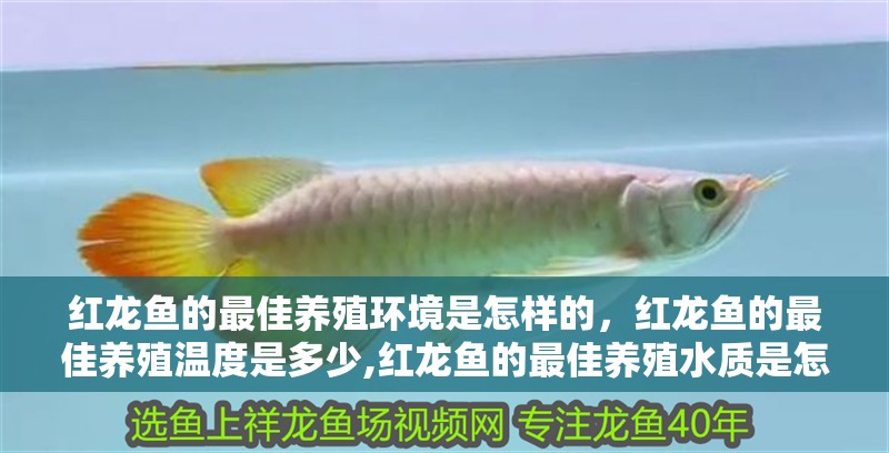 紅龍魚的最佳養(yǎng)殖環(huán)境是怎樣的，紅龍魚的最佳養(yǎng)殖溫度是多少,紅龍魚的最佳養(yǎng)殖水質(zhì)是怎樣的