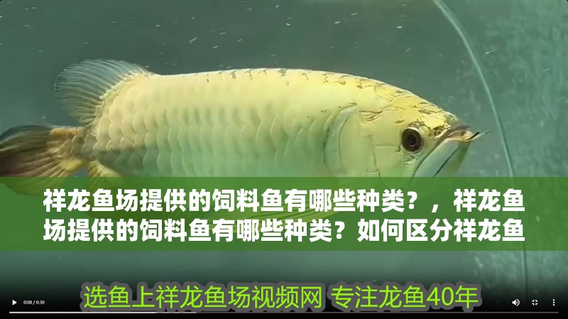 祥龍魚場提供的飼料魚有哪些種類？，祥龍魚場提供的飼料魚有哪些種類？如何區分祥龍魚場的不同品種？