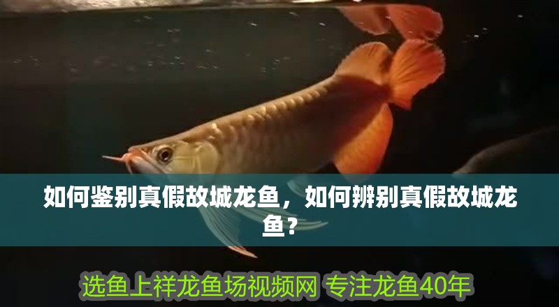 如何鑒別真假故城龍魚，如何辨別真假故城龍魚？
