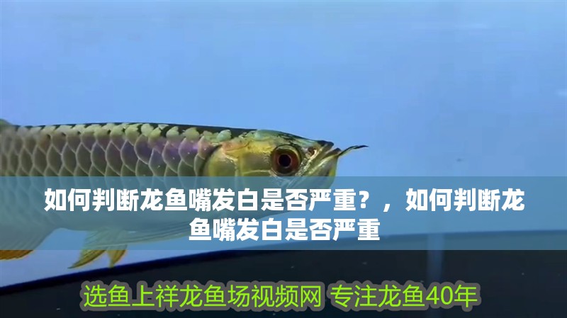 如何判斷龍魚嘴發白是否嚴重？，如何判斷龍魚嘴發白是否嚴重