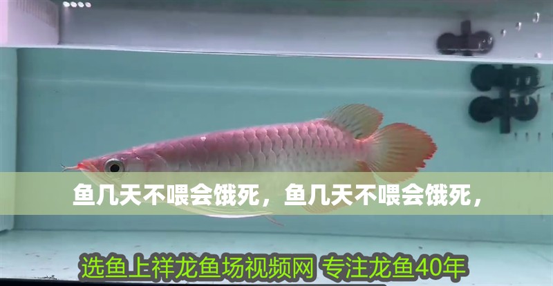 魚幾天不喂會餓死，魚幾天不喂會餓死，