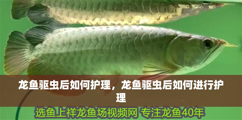 龍魚驅蟲后如何護理，龍魚驅蟲后如何進行護理