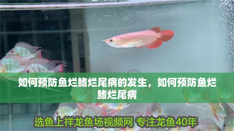 如何預(yù)防魚(yú)爛鰭爛尾病的發(fā)生,如何預(yù)防魚(yú)爛鰭爛尾病