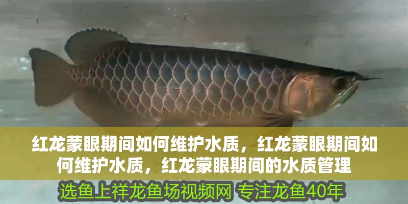 紅龍蒙眼期間如何維護水質，紅龍蒙眼期間如何維護水質，紅龍蒙眼期間的水質管理