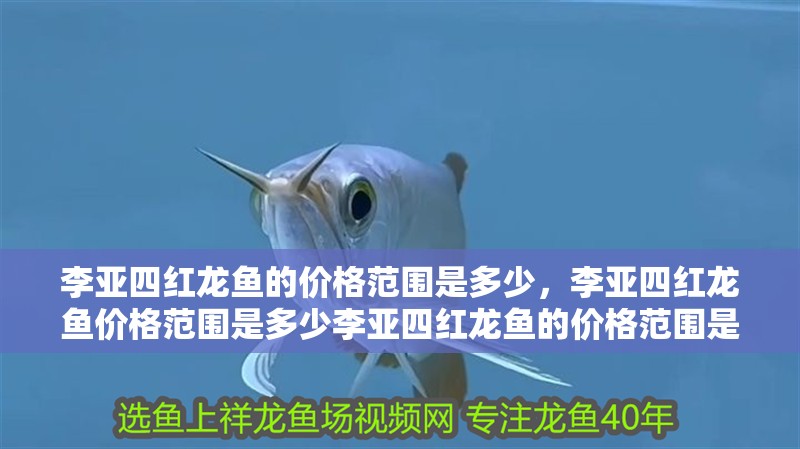 李亞四紅龍魚的價格范圍是多少，李亞四紅龍魚價格范圍是多少李亞四紅龍魚的價格范圍是多少