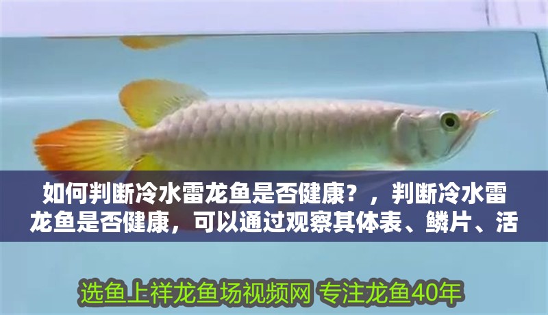 如何判斷冷水雷龍魚是否健康？，判斷冷水雷龍魚是否健康，可以通過觀察其體表、鱗片、活力和行為等方面來綜合評估