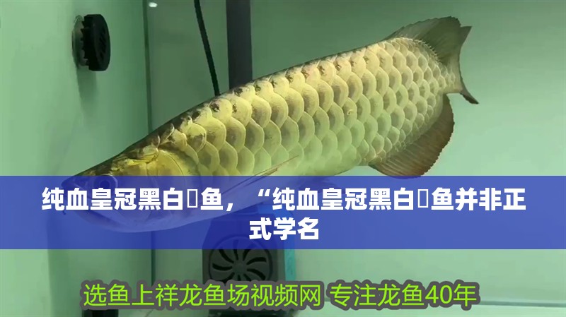 純血皇冠黑白魟魚，“純血皇冠黑白魟魚并非正式學(xué)名