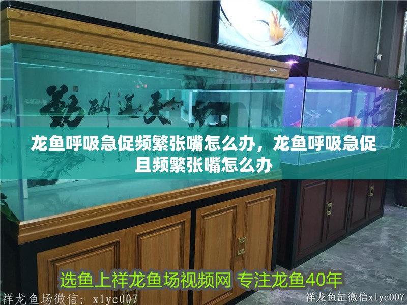 龍魚呼吸急促頻繁張嘴怎么辦，龍魚呼吸急促且頻繁張嘴怎么辦