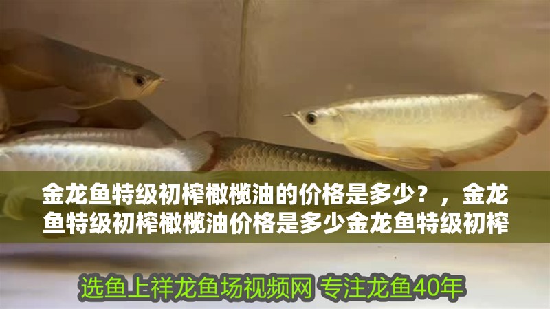金龍魚特級初榨橄欖油的價格是多少？，金龍魚特級初榨橄欖油價格是多少金龍魚特級初榨橄欖油優惠對比表
