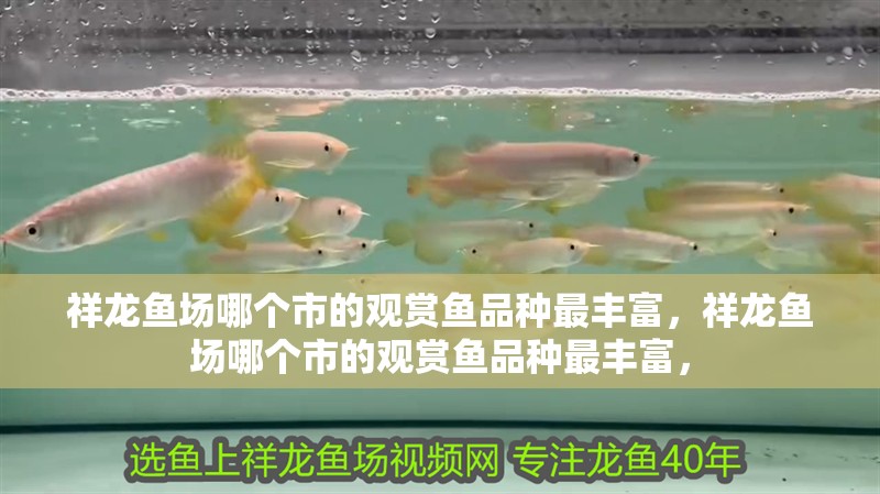 祥龍魚場哪個市的觀賞魚品種最豐富，祥龍魚場哪個市的觀賞魚品種最豐富，