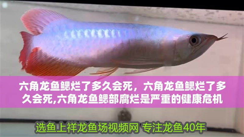 六角龍魚鰓爛了多久會死，六角龍魚鰓爛了多久會死,六角龍魚鰓部腐爛是嚴重的健康危機