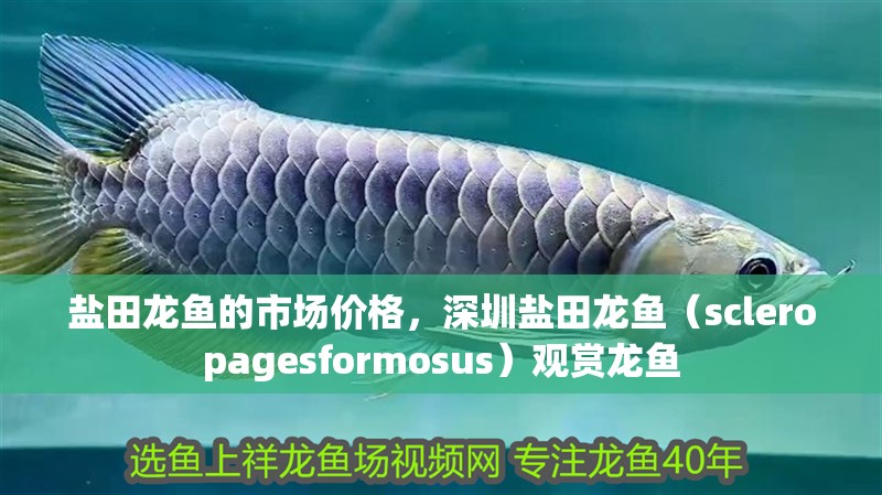 鹽田龍魚的市場價格，深圳鹽田龍魚（scleropagesformosus）觀賞龍魚