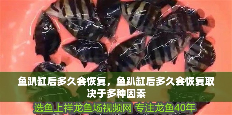 魚趴缸后多久會恢復，魚趴缸后多久會恢復取決于多種因素