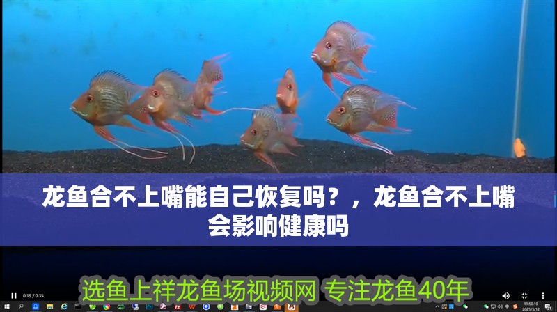 龍魚合不上嘴能自己恢復嗎？，龍魚合不上嘴會影響健康嗎
