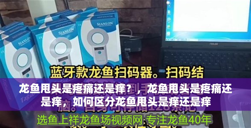 龍魚甩頭是疼痛還是癢？，龍魚甩頭是疼痛還是癢，如何區(qū)分龍魚甩頭是癢還是癢