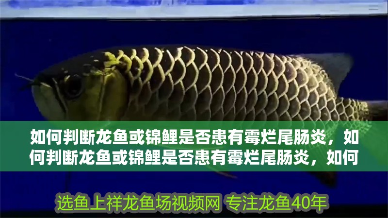 如何判斷龍魚或錦鯉是否患有霉爛尾腸炎，如何判斷龍魚或錦鯉是否患有霉爛尾腸炎，如何分別治療
