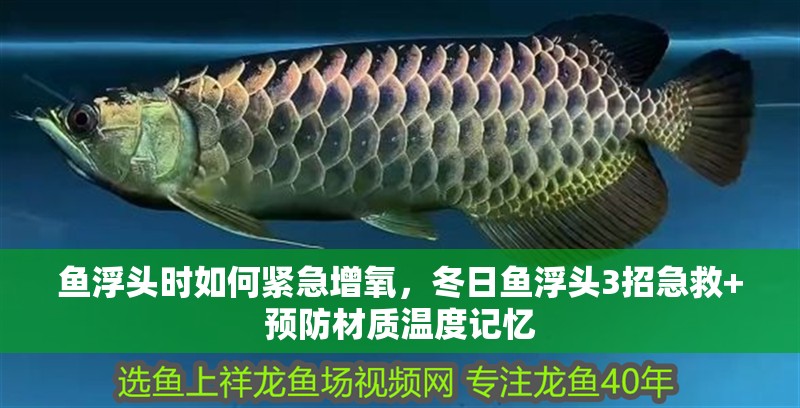 魚浮頭時如何緊急增氧，冬日魚浮頭3招急救+預防材質溫度記憶