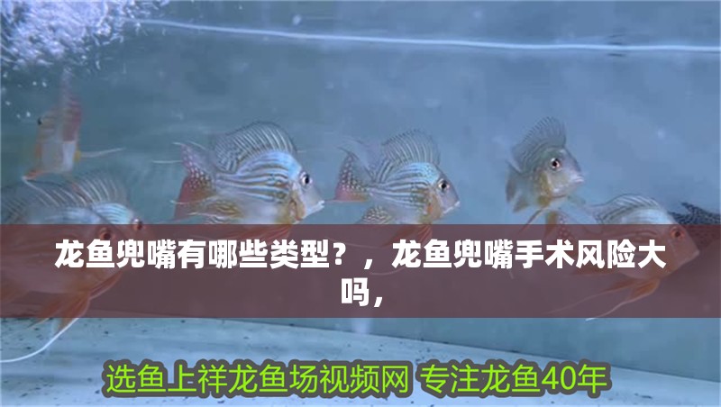龍魚兜嘴有哪些類型？，龍魚兜嘴手術風險大嗎，