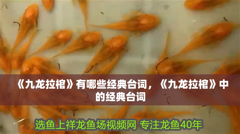 《九龍拉棺》有哪些經典臺詞，《九龍拉棺》中的經典臺詞