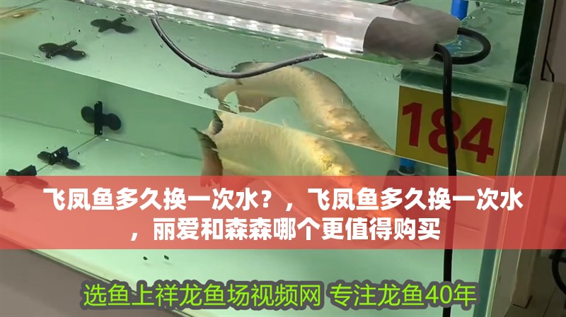 飛鳳魚多久換一次水？，飛鳳魚多久換一次水，麗愛和森森哪個更值得購買