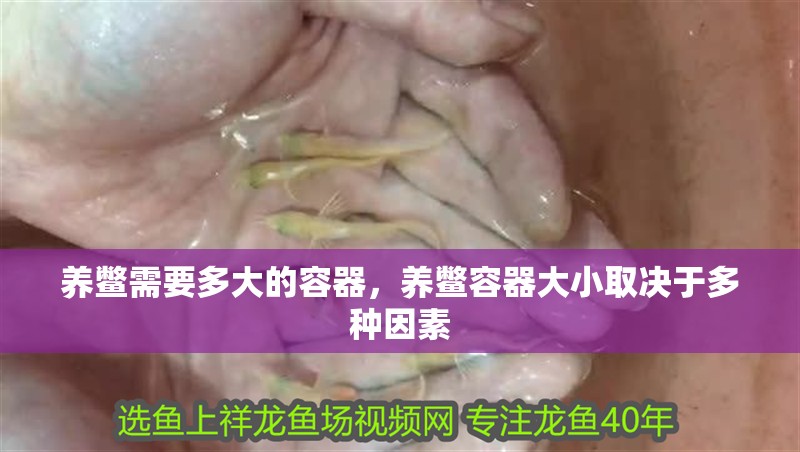 養鱉需要多大的容器，養鱉容器大小取決于多種因素