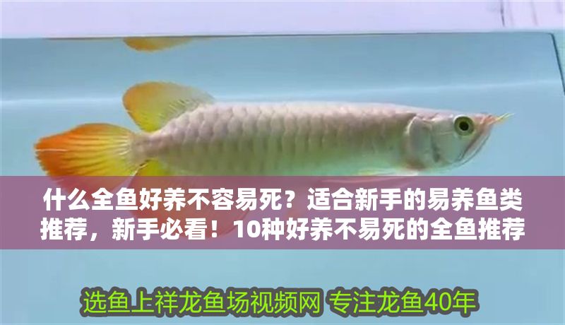 什么全魚好養(yǎng)不容易死？適合新手的易養(yǎng)魚類推薦，新手必看！10種好養(yǎng)不易死的全魚推薦