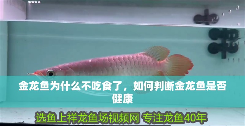 金龍魚為什么不吃食了，如何判斷金龍魚是否健康