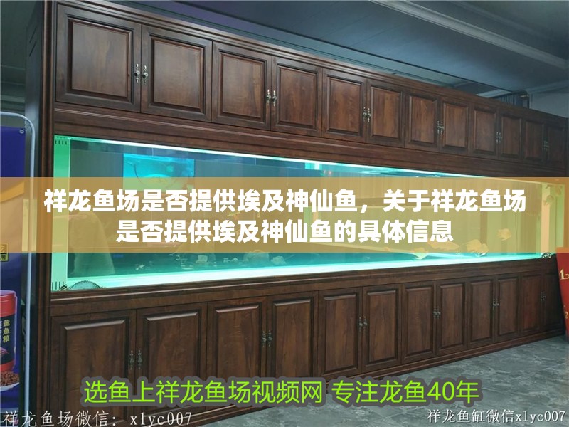 祥龍魚場是否提供埃及神仙魚，關于祥龍魚場是否提供埃及神仙魚的具體信息