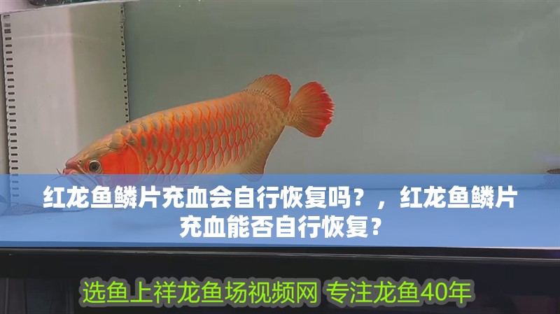 紅龍魚鱗片充血會自行恢復嗎？，紅龍魚鱗片充血能否自行恢復？