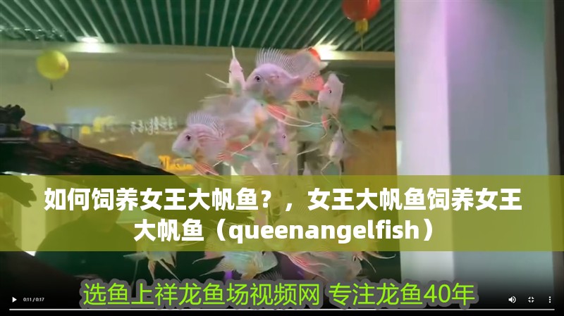 如何飼養女王大帆魚？，女王大帆魚飼養女王大帆魚（queenangelfish）