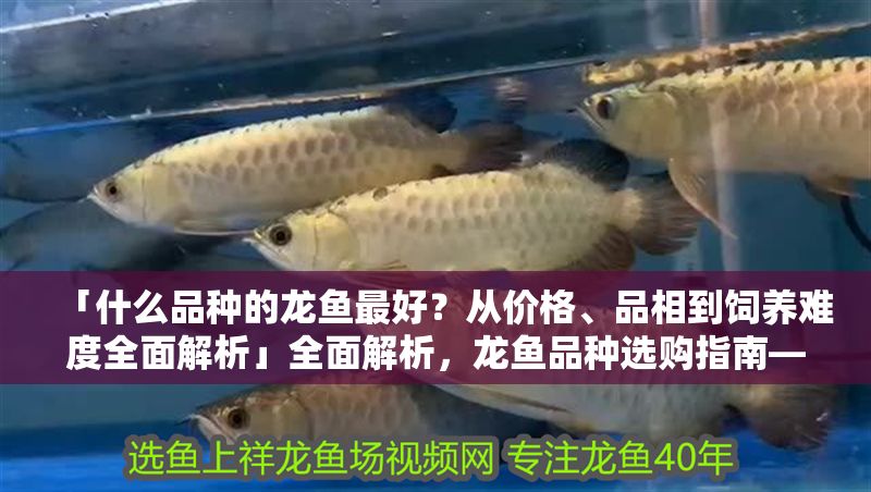 「什么品種的龍魚最好？從價格、品相到飼養難度全面解析」全面解析，龍魚品種選購指南——價格、品相與飼養難度全攻略