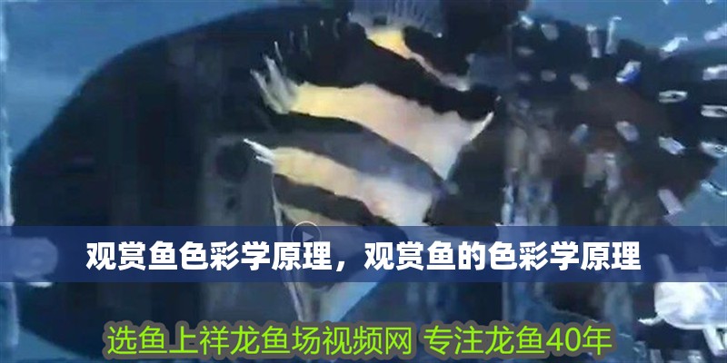觀賞魚色彩學原理，觀賞魚的色彩學原理
