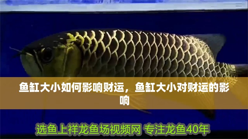 魚(yú)缸大小如何影響財(cái)運(yùn)，魚(yú)缸大小對(duì)財(cái)運(yùn)的影響
