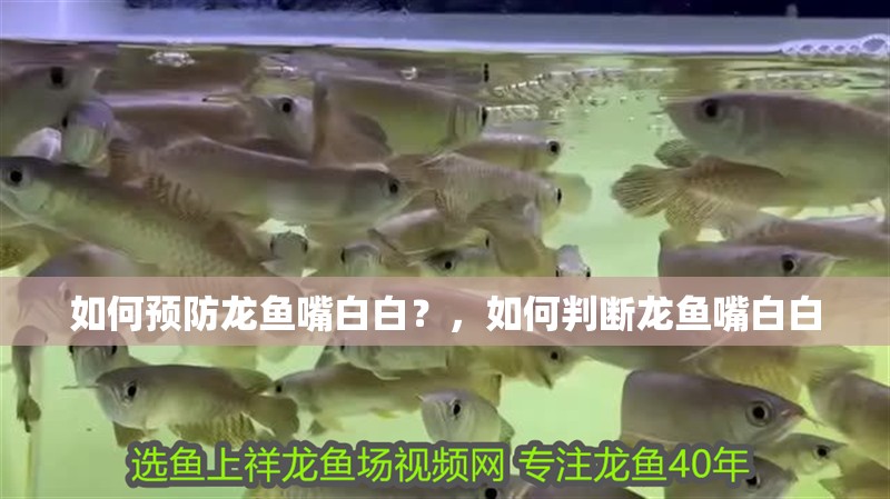如何預防龍魚嘴白白？，如何判斷龍魚嘴白白