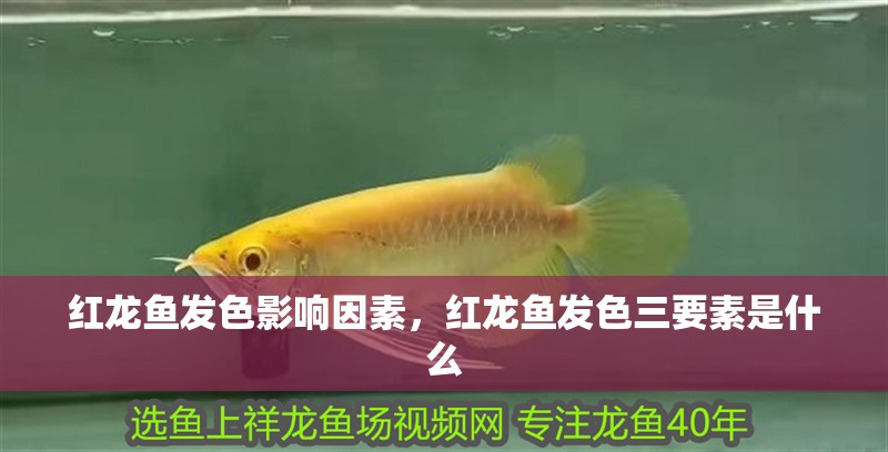 紅龍魚發色影響因素，紅龍魚發色三要素是什么