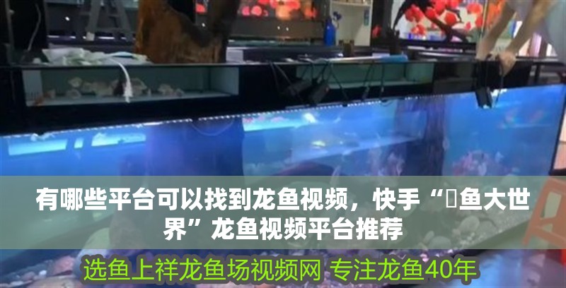 有哪些平臺可以找到龍魚視頻，快手“龍魚大世界”龍魚視頻平臺推薦