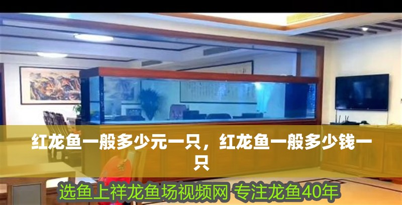 紅龍魚一般多少元一只，紅龍魚一般多少錢一只